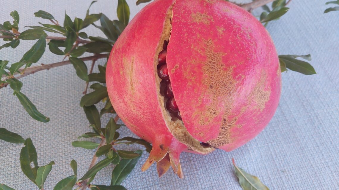 Von der Granatapfel Ernte zum Sirup und Essig