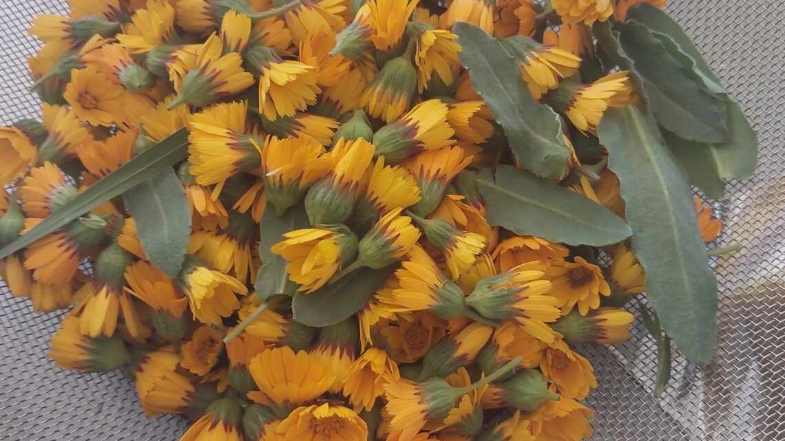 Ringelblumen und Kamille Salbe sowie Tinktur selbst gemacht