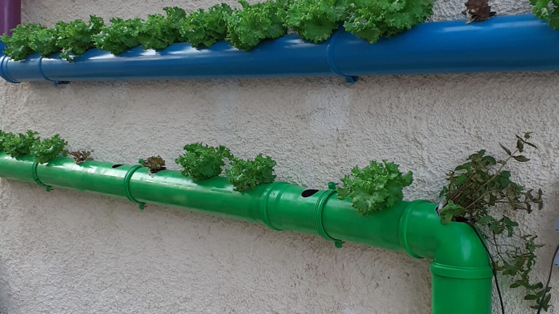 Hydroponic Anlage gebaut und mit Erfolg getestet.